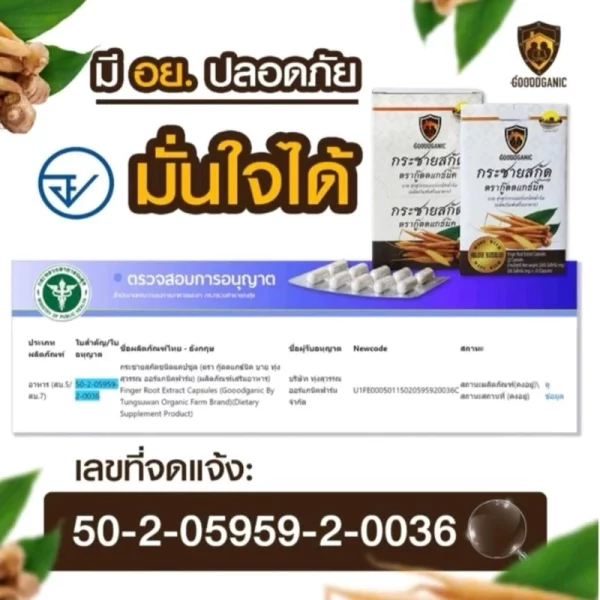 Galingale extract - Image 4