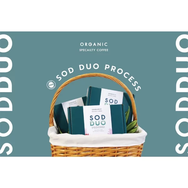 Gift Set SOD DUO Set C Washed Process + In-cherry Honey Process - Image 4