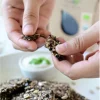 LUMLUM Organic White Sesame - Image 2