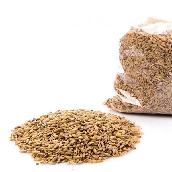  Oat Groat Grain  - Image 3