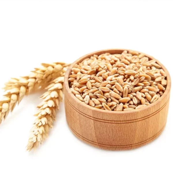  Oat Groat Grain  - Image 2