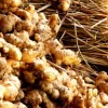 Organic Freeze Dried Ginger - Image 2