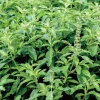 Organic Freeze Dried Holy Basil - Image 3