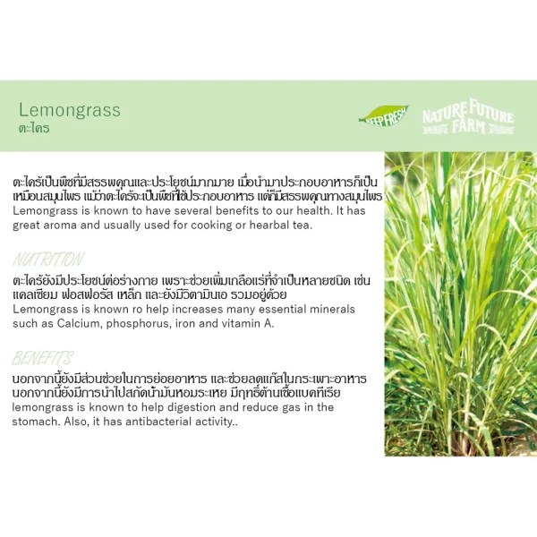 ORGANIC GINGER & LEMONGRASS TEA - Image 3