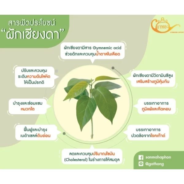 Organic Gymnema Tea - Image 2