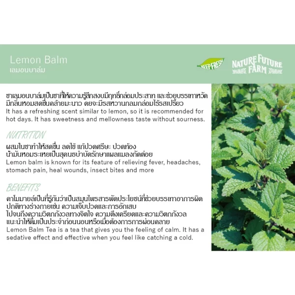 ORGANIC LEMON BALM TEA - Image 4