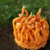 Royal Cordycepin - Image 3