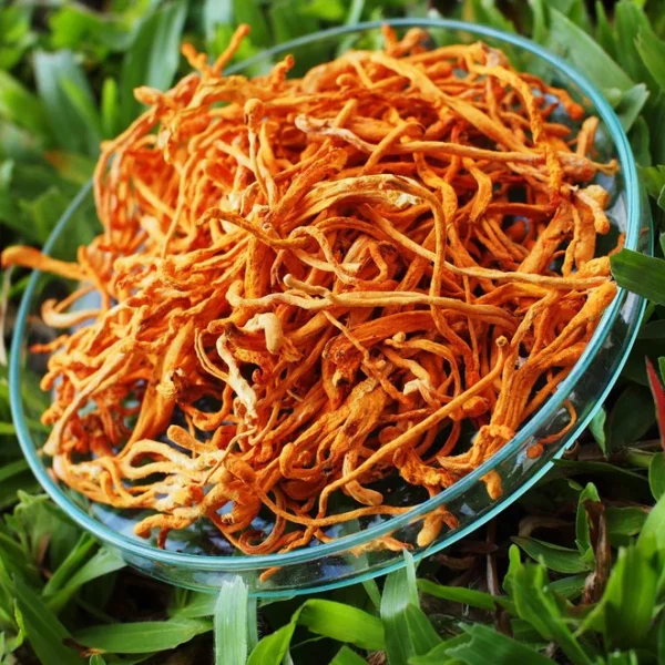 Royal Cordycepin - Image 4